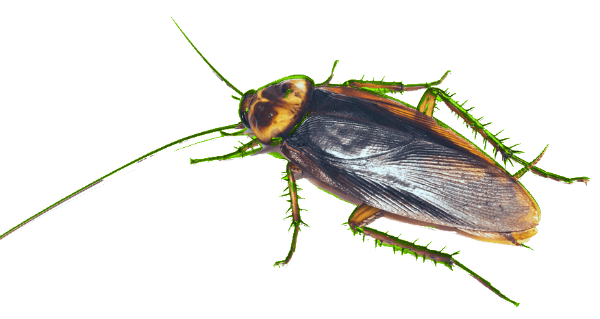 roach exterminator - Owasso Oklahoma