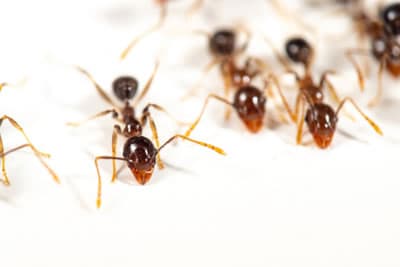 ant pest control service