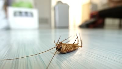 Kill Cockroaches