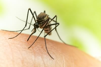 mosquito pest control - Tulsa